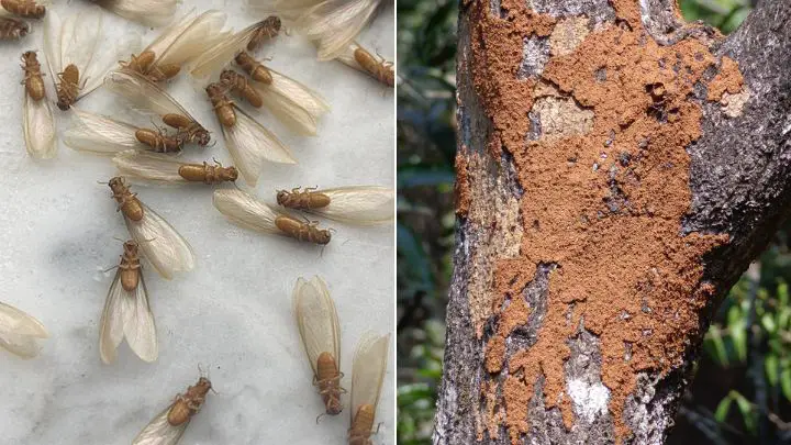 dead termites