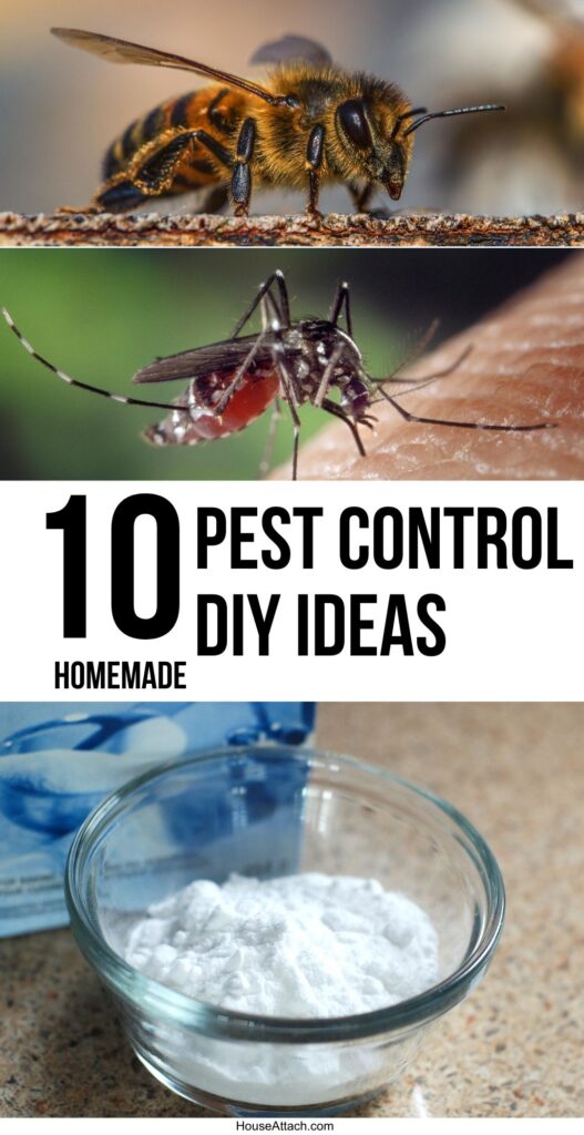 diy pest control idea