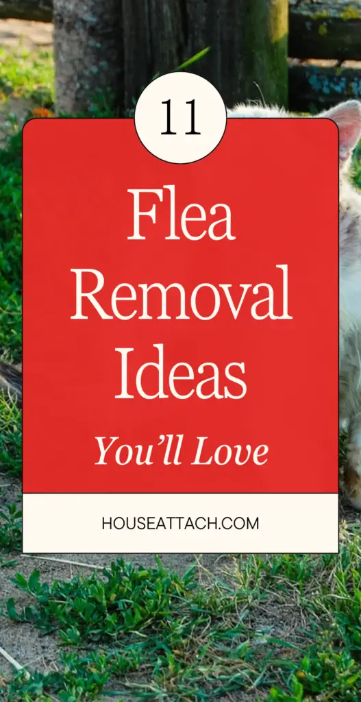 flea removal ideas