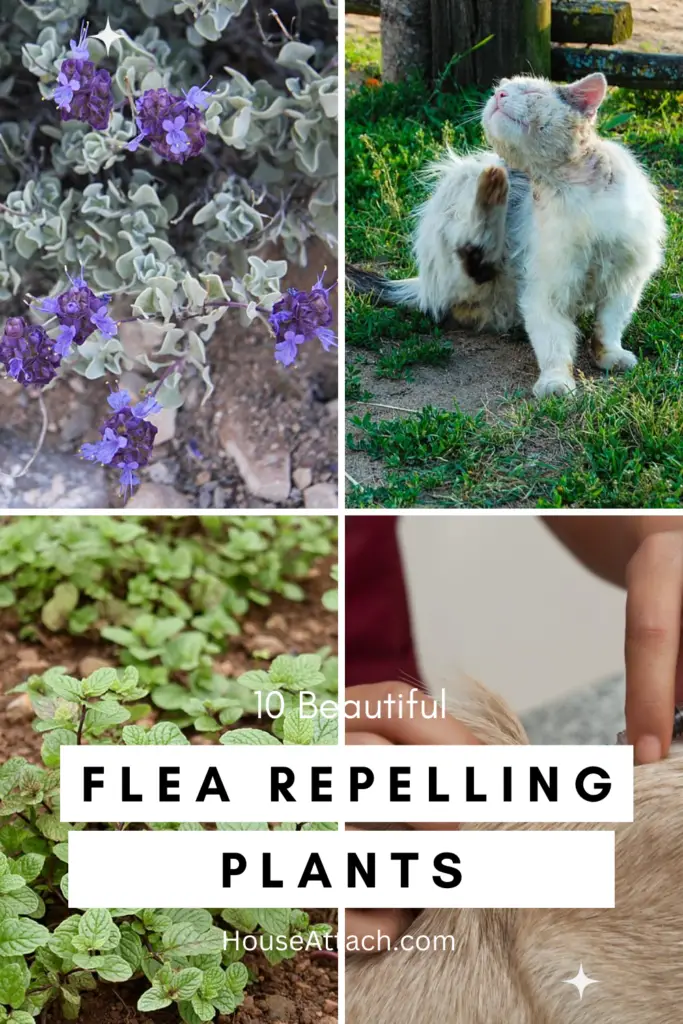 flea repelling plants