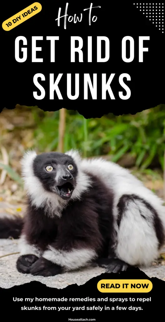 get rid of Skunks