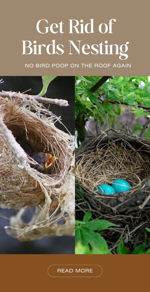get rid of birds nesting