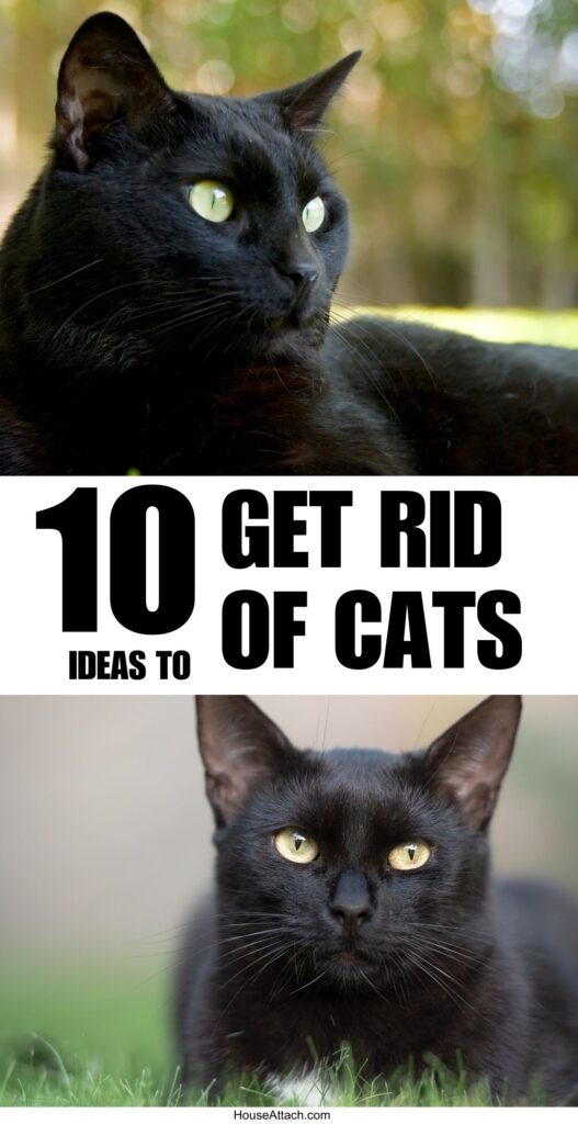 get rid of cats 1