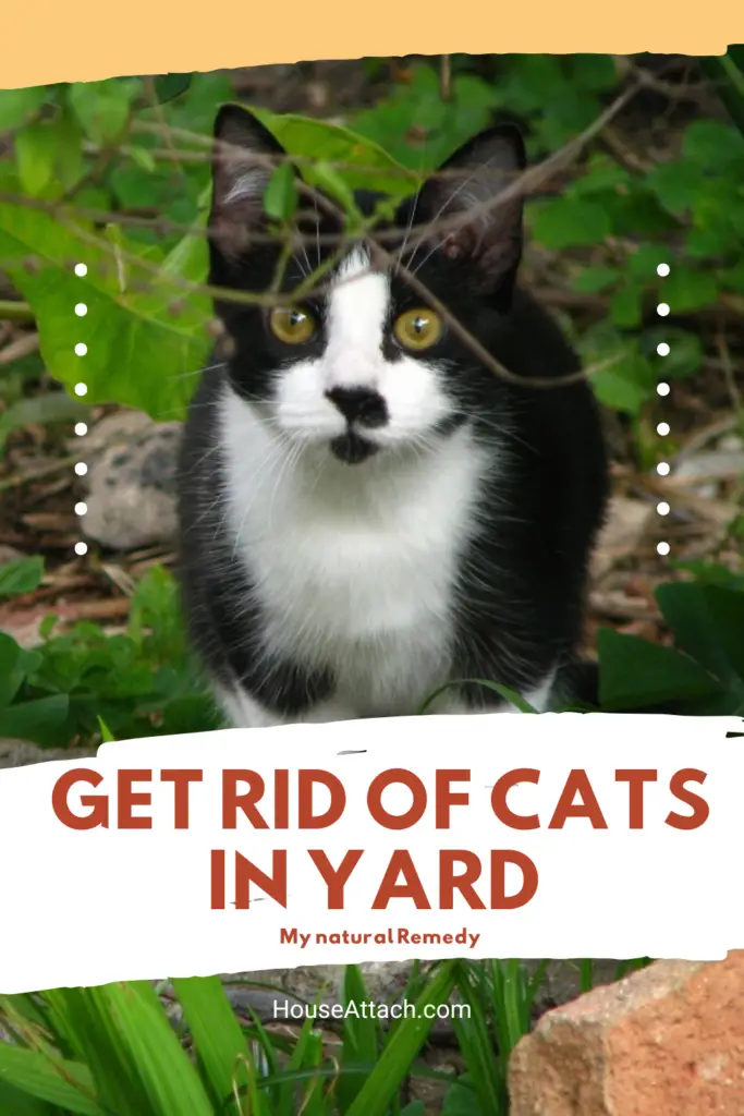 get rid of cats in yard natural remedies