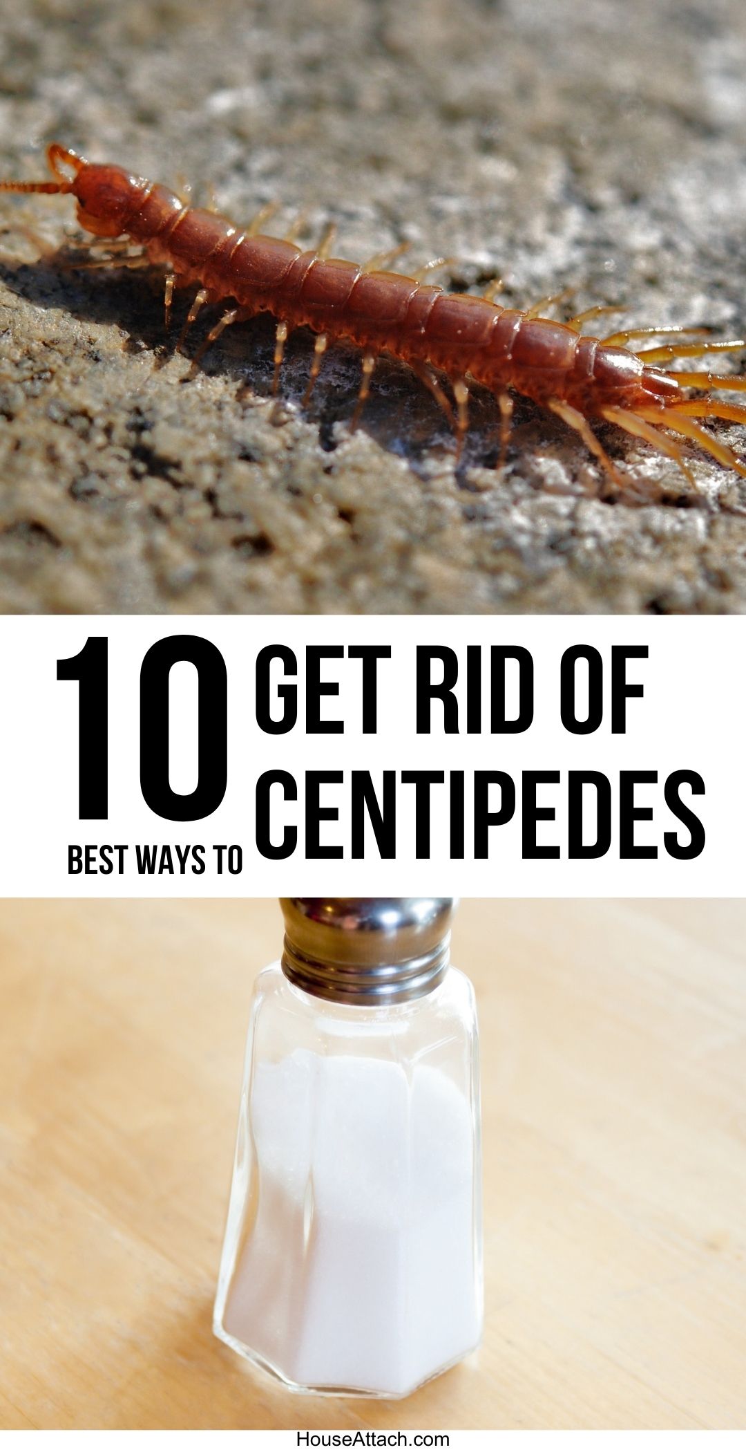 How To Get Rid Of Centipedes In The House