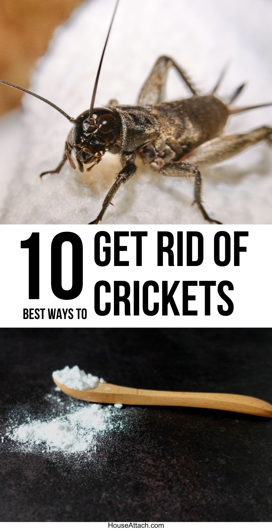 How to Get Rid of Crickets from Your Home and Garden