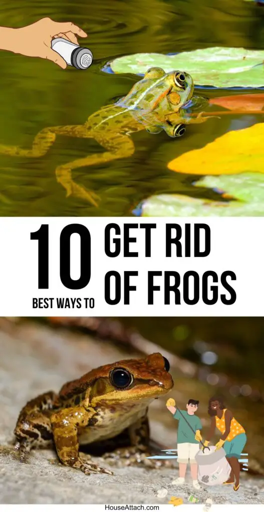get rid of frogs