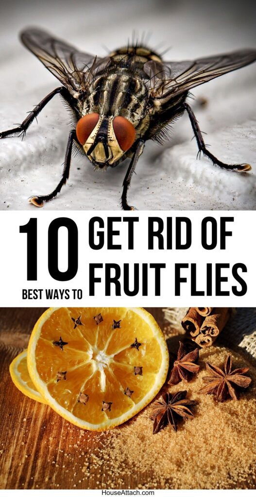 get rid of fruit flies