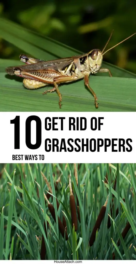 get rid of grasshoppers