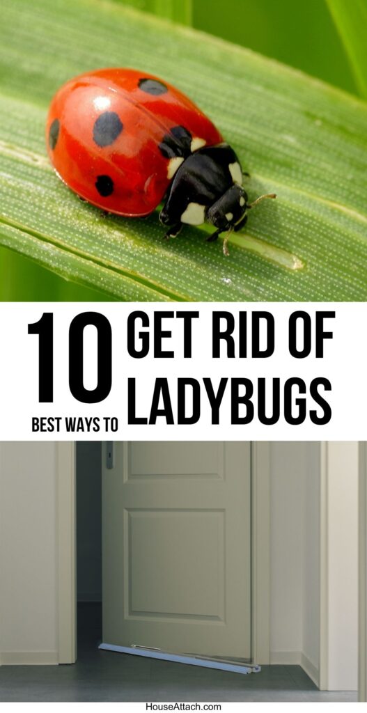 get rid of ladybugs