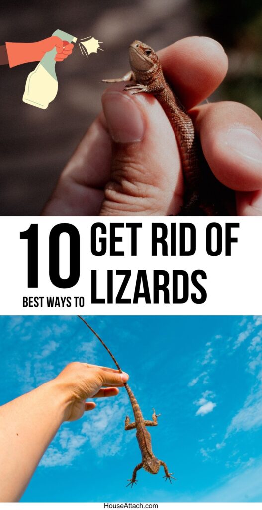 get rid of lizards
