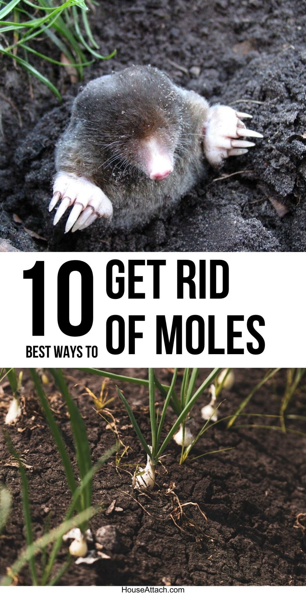 How to Get Rid of Moles in the Yard