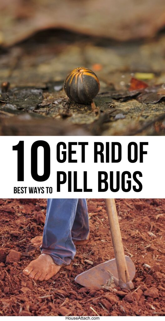 get rid of pill bugs