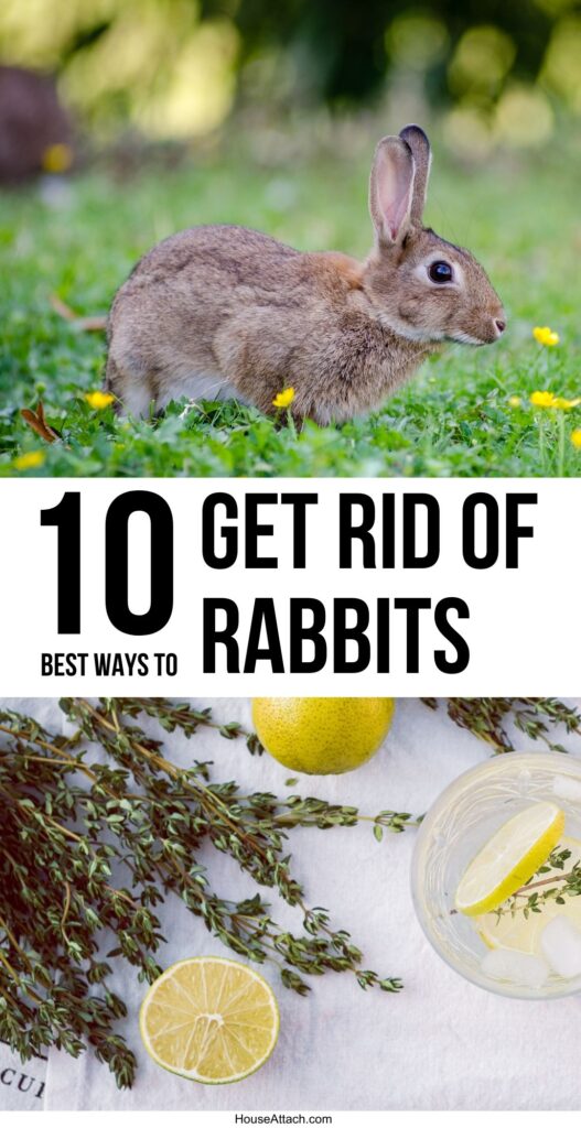 get rid of rabbits