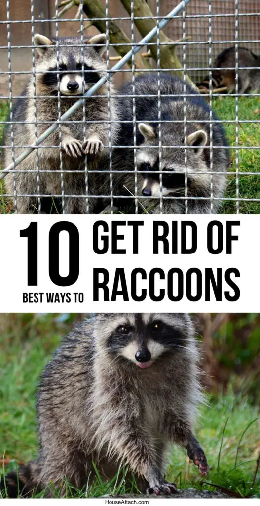get rid of raccoons