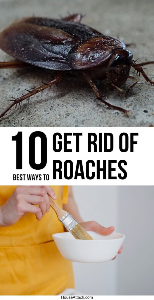get rid of roaches