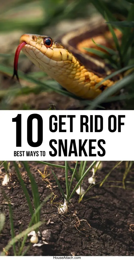 get rid of snakes