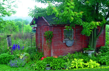 green plant and shed