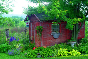 green plant and shed