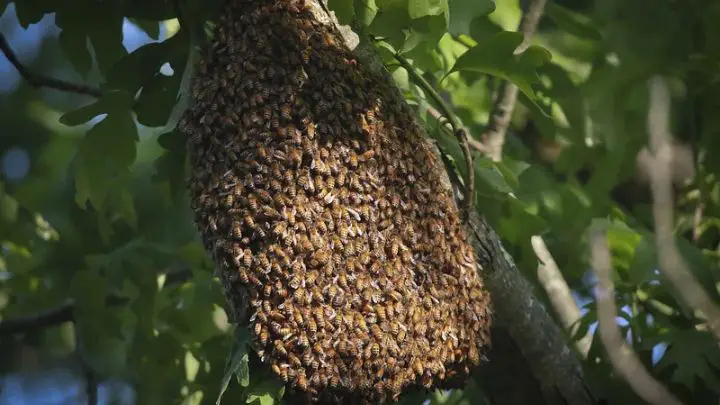 honey bee on tree