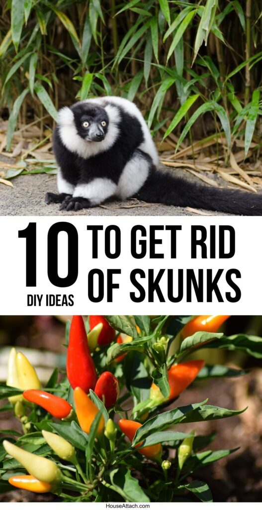how to get rid of Skunks 1