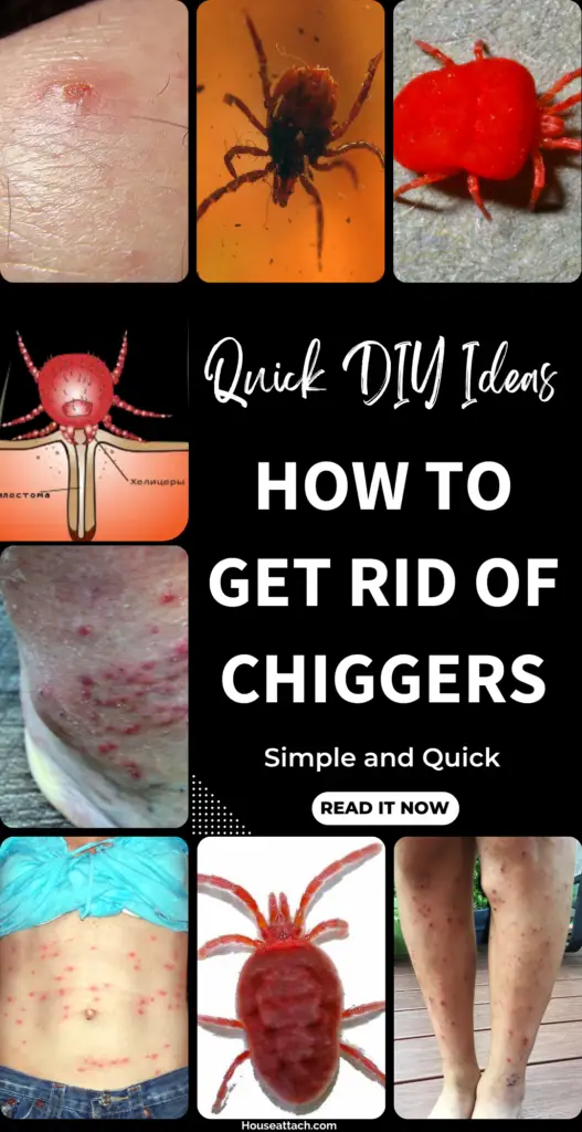 how to get rid of chiggers 2