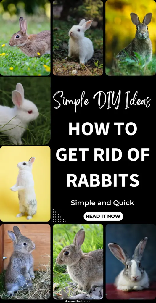 how to get rid of rabbits from your garden
