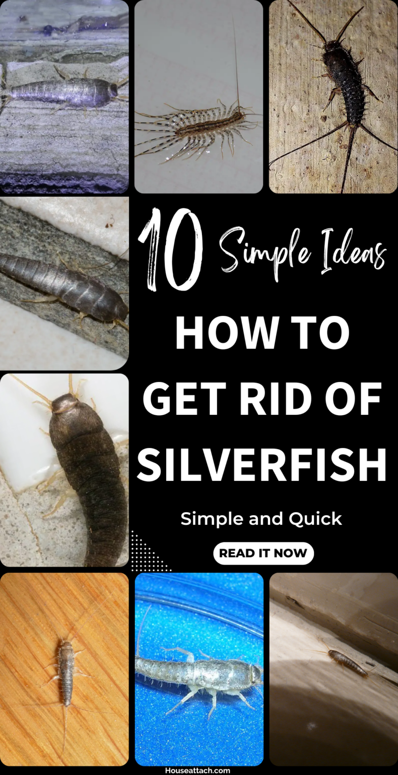 How To Get Rid Of Silverfish From Your Home