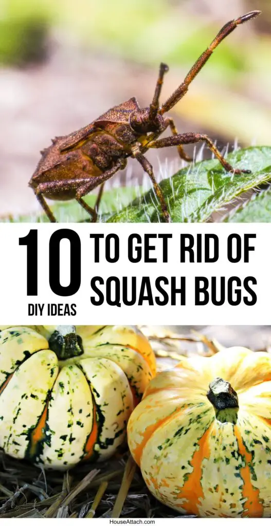 how to get rid of squash bugs 1