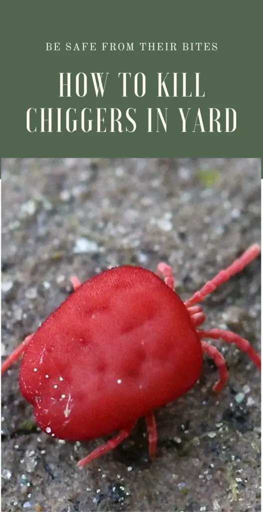 how to kill chiggers in yard