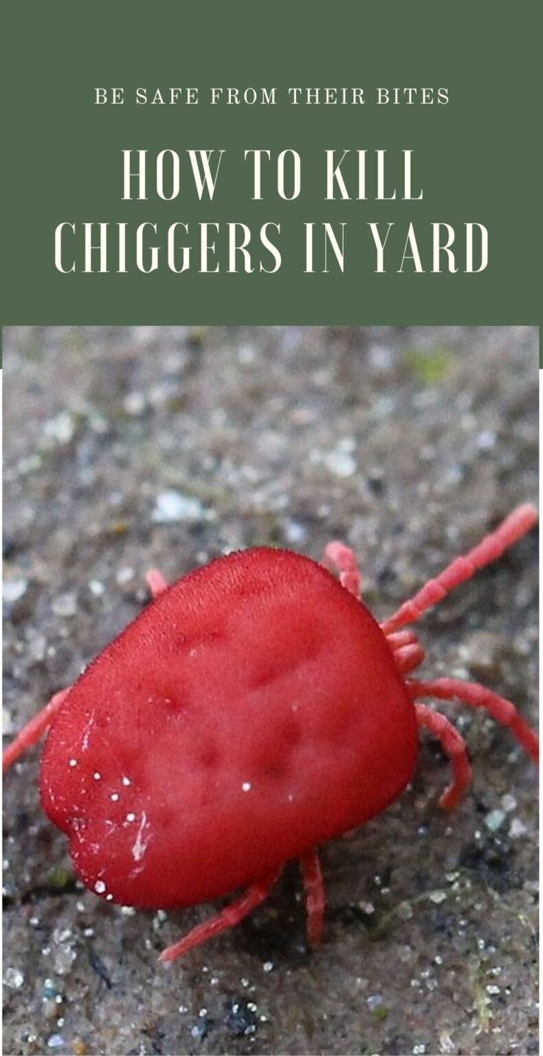 How to Get Rid of Chiggers