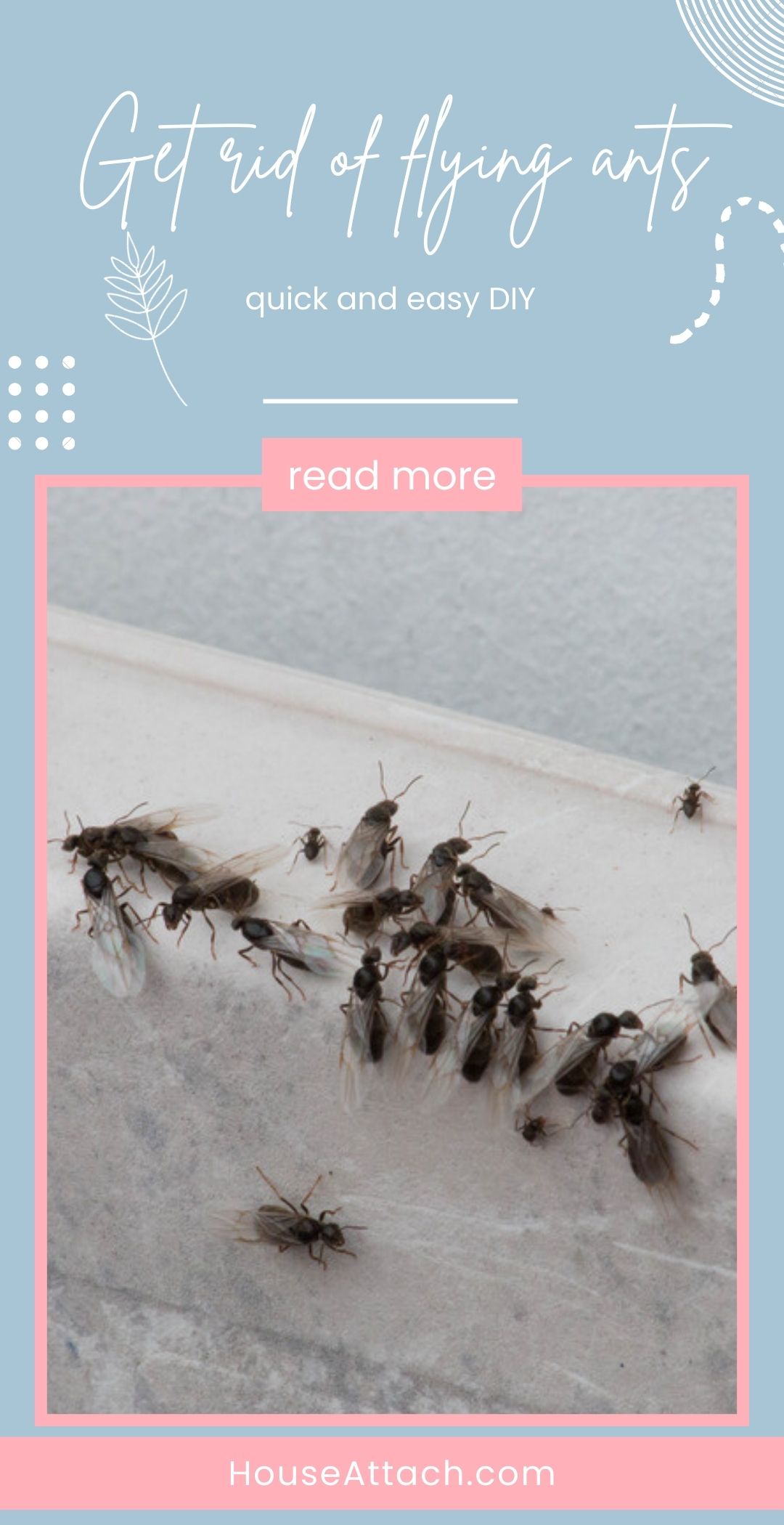 how do i get rid of flying ants in my house fast