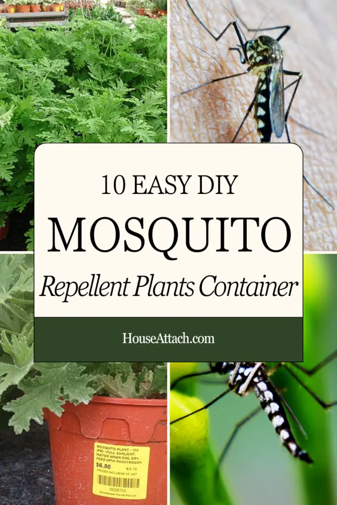 mosquito repellent plants container