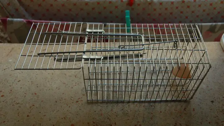 mouse cage