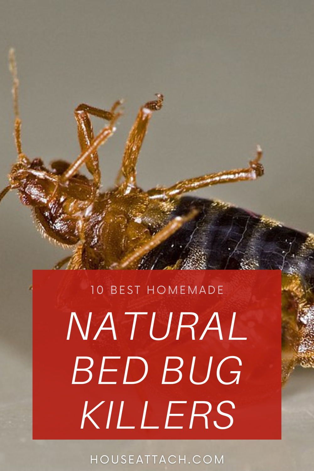 10 Homemade Diy Bed Bug Killer Ideas