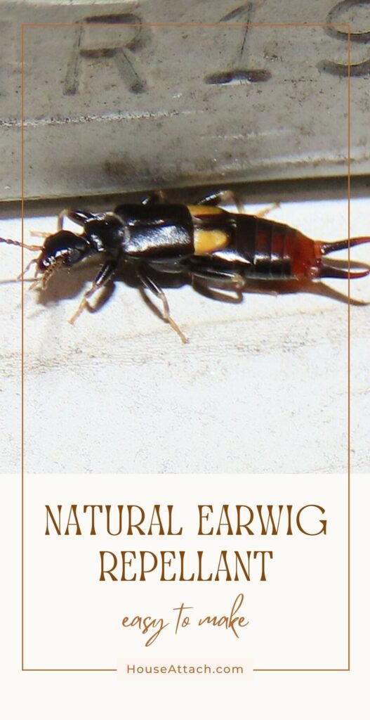 natural earwig repellant