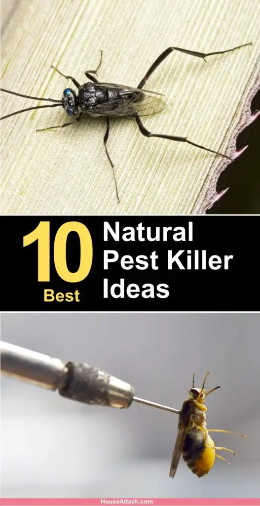 natural pest killer ideas 1