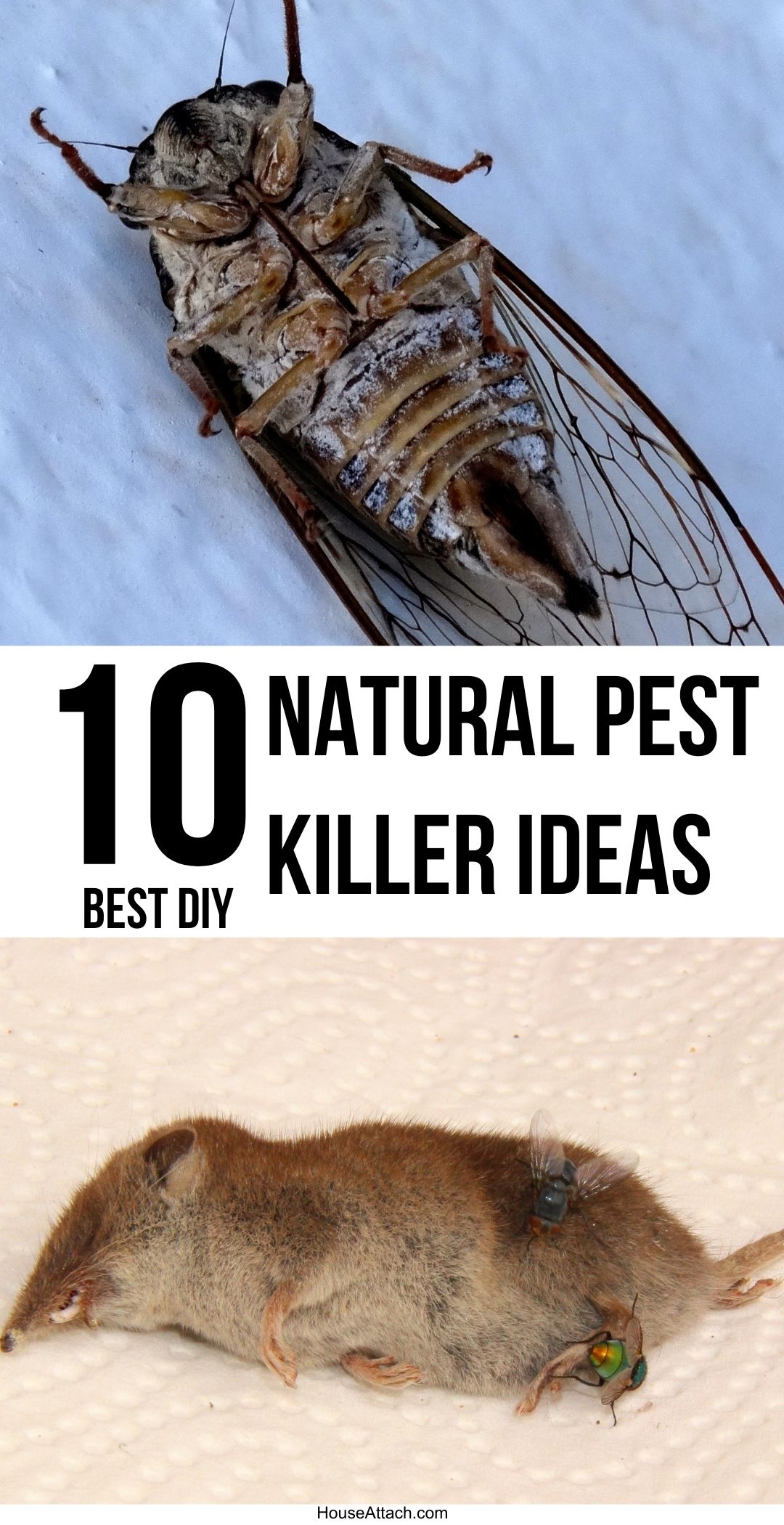 10 Natural Pest Killer Hacks for Home and Garden