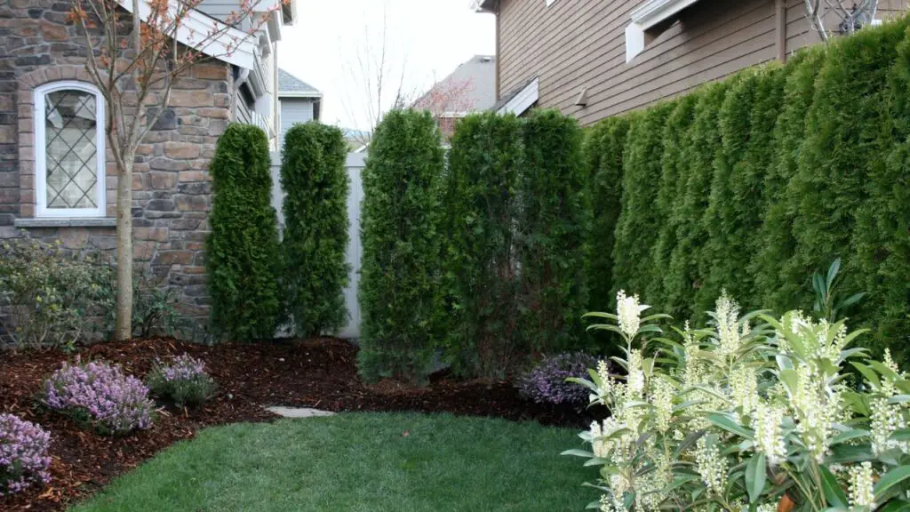 plant some tall arborvitaes