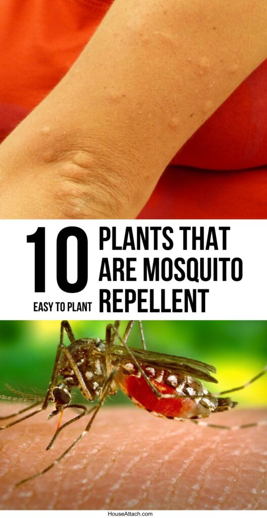 plants that are mosquito repellent 1
