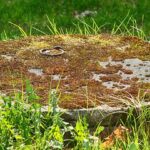 septic tank landscaping ideas