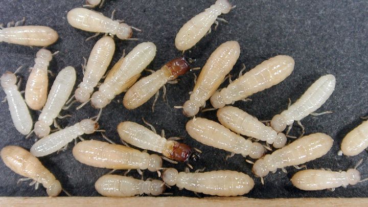 white termites