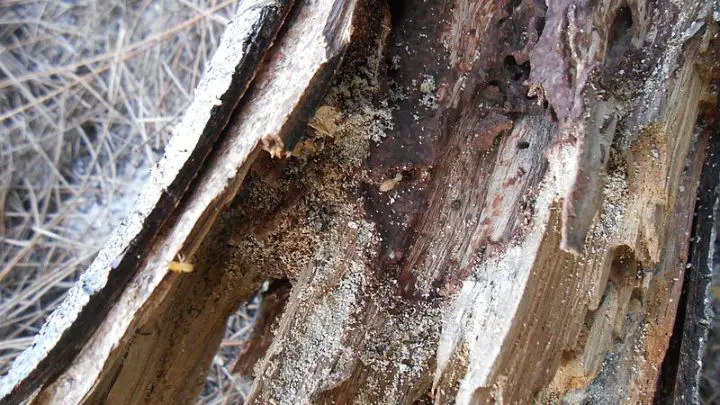 wood damage by termites