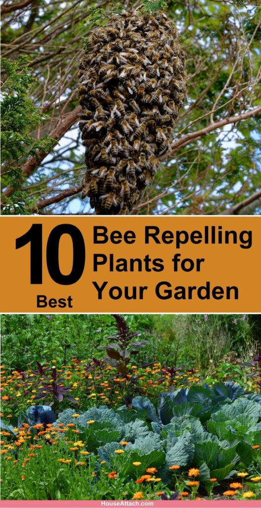 Bee Repelling Plants