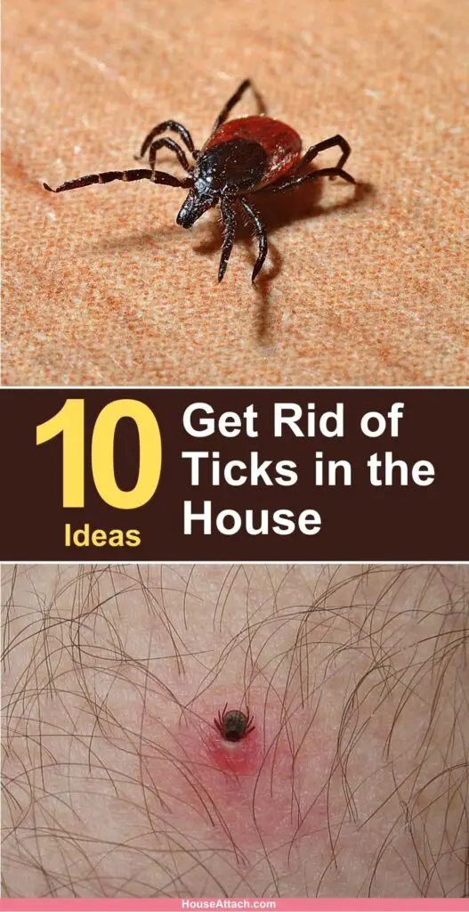 Get Rid of Ticks in the House