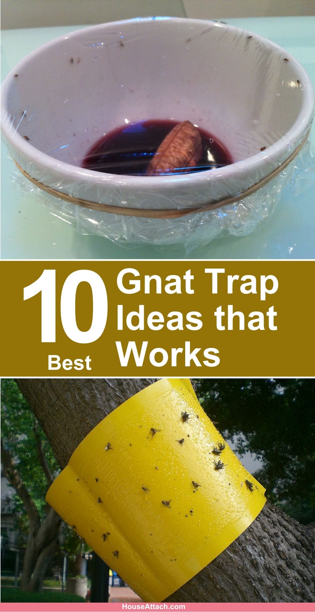 Gnat Trap Ideas That Works 