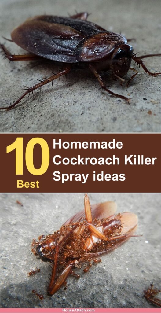 Homemade Cockroach Killer Spray ideas