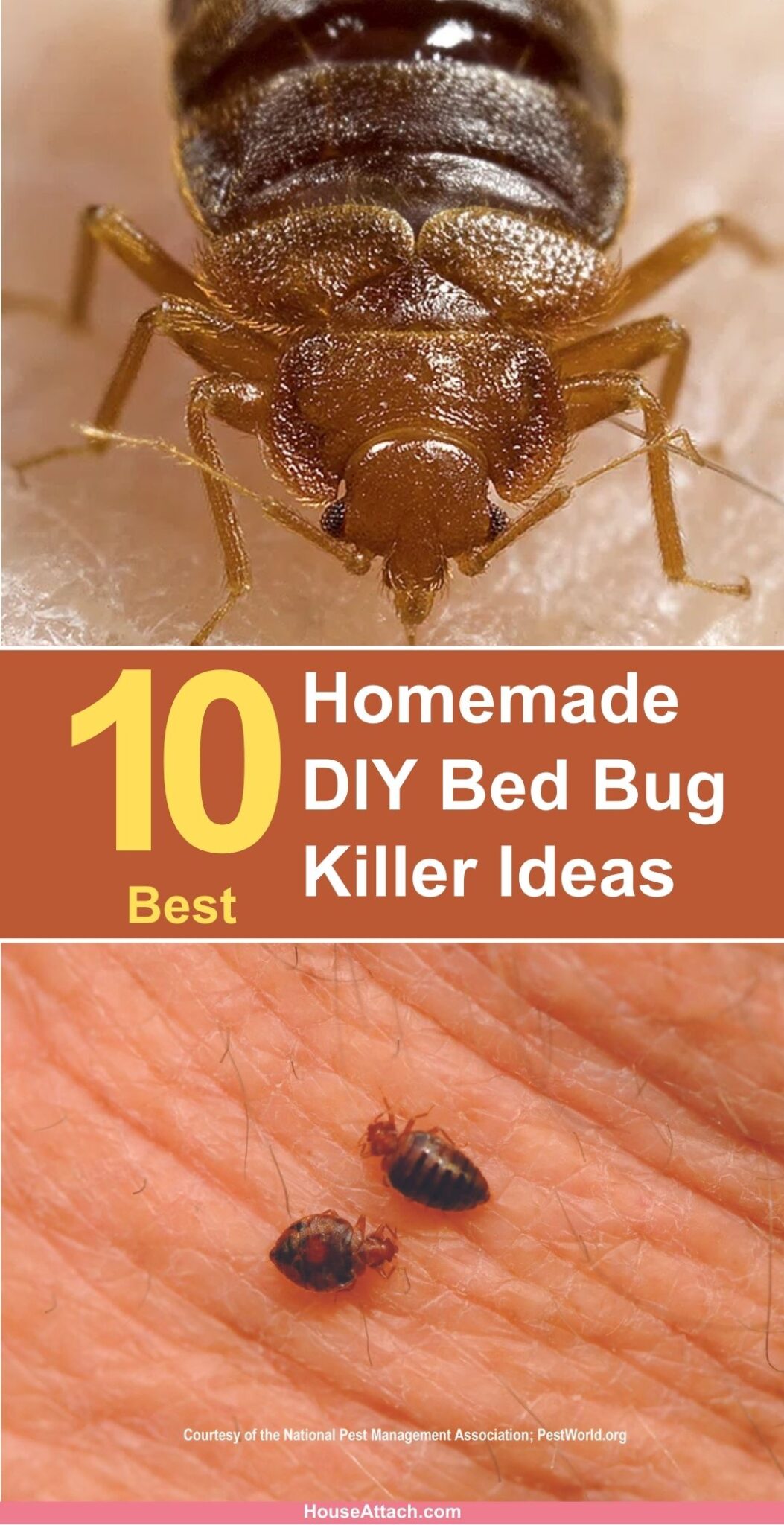 10 Homemade DIY Bed Bug Killer Ideas