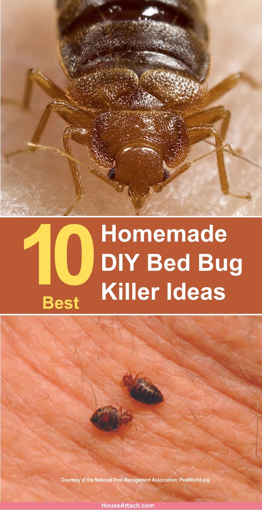 10 Homemade DIY Bed Bug Killer Ideas 10-homemade-diy-bed-bug-killer-ideas
