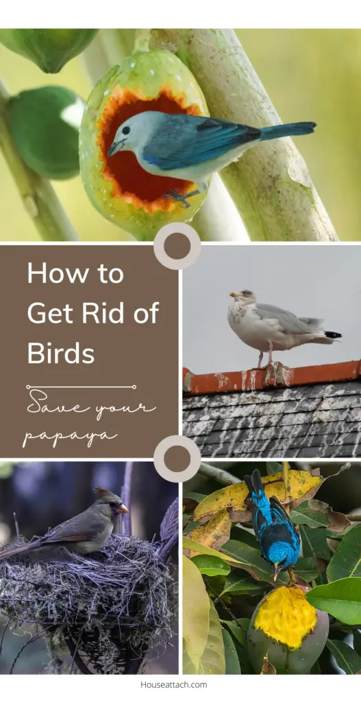 How to Get Rid of Birds